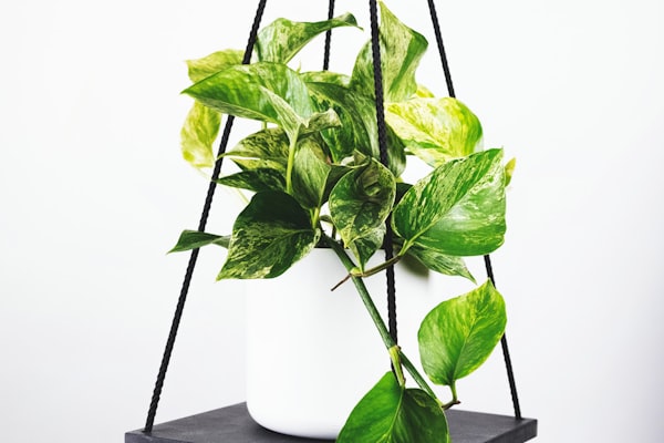 国际足联官员在新闻发布会上宣布世界杯最新决议